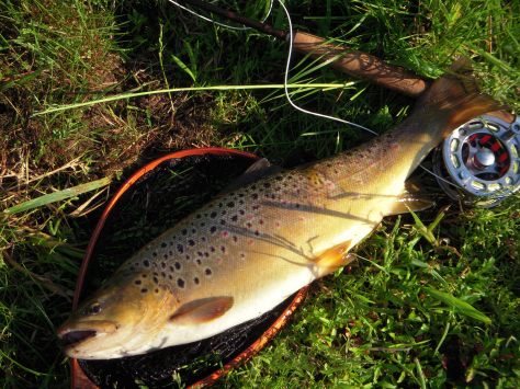 Tyk, dyb og smuk rødprikket omkring den halve meter :-)