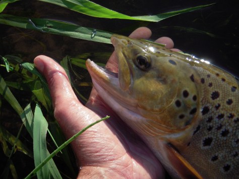 - Det bliver svært at "skrabe" noget op fra denne å, som er meget større...