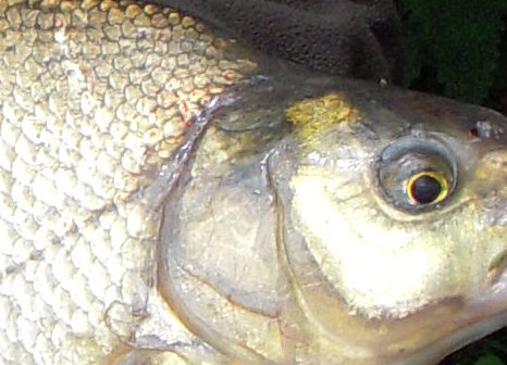 - Medefiskeriet fk for alvor et skud i 2017 - og med god succces :-)