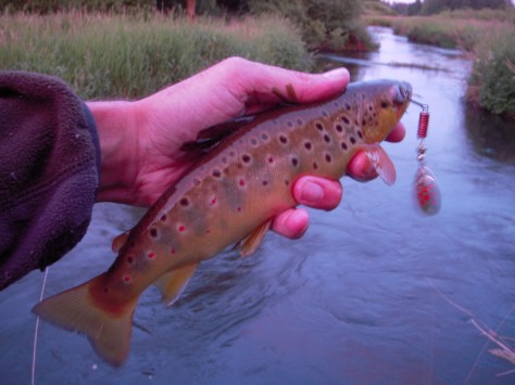 - Lille fyr - stor kampiver!
