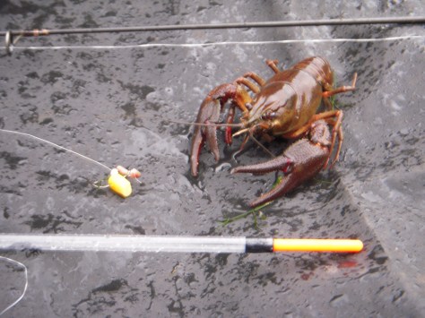 - Ny - og meget uventet - art på UL: Flodkrebs 14 cm :-)