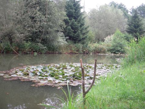 - Yderst beskedent - men alligevel et spændene karpe"hul"