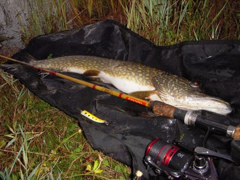 - Super fin debut-fisk til Elsteren :-)