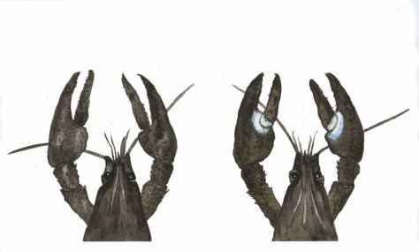 - Flodkrebs (TV) og Signalkrebs (TH)