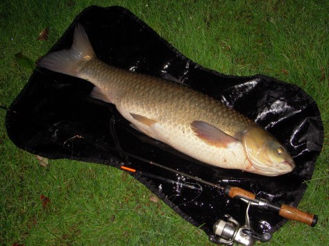 - En smuk fisk fra det smukke Belgien :-)