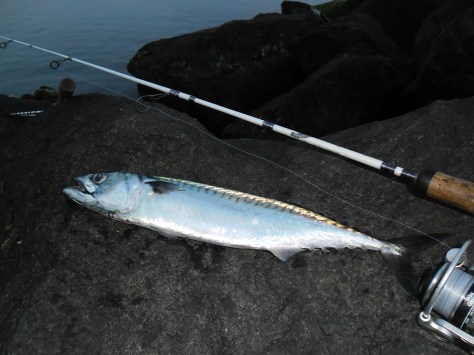 - Medemakrel på uprøvet agn