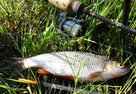 - Dejlig skalle på 27 smukke centimeter