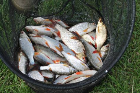 - Skallerne havde en fest, og keepnettet blev snart fyldt op :-)