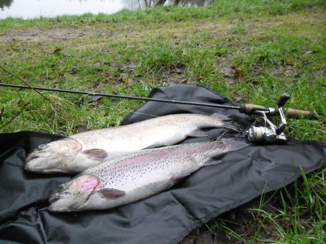 - Den 11 år gamle Silverwing kan sgu stadig fighte ørreder :-)