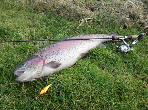 - Forrygende dejlig ørred på 71 velproportionerede centimeter og 4,4 kilo