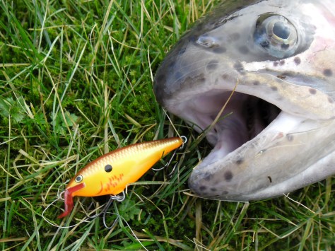 - Rapala Shad Rap 5cm/5gr flydende