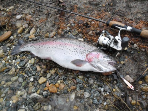 - Måske man bare skulle "fede den" i den første time? Endnu en "Time 2-fisk"...